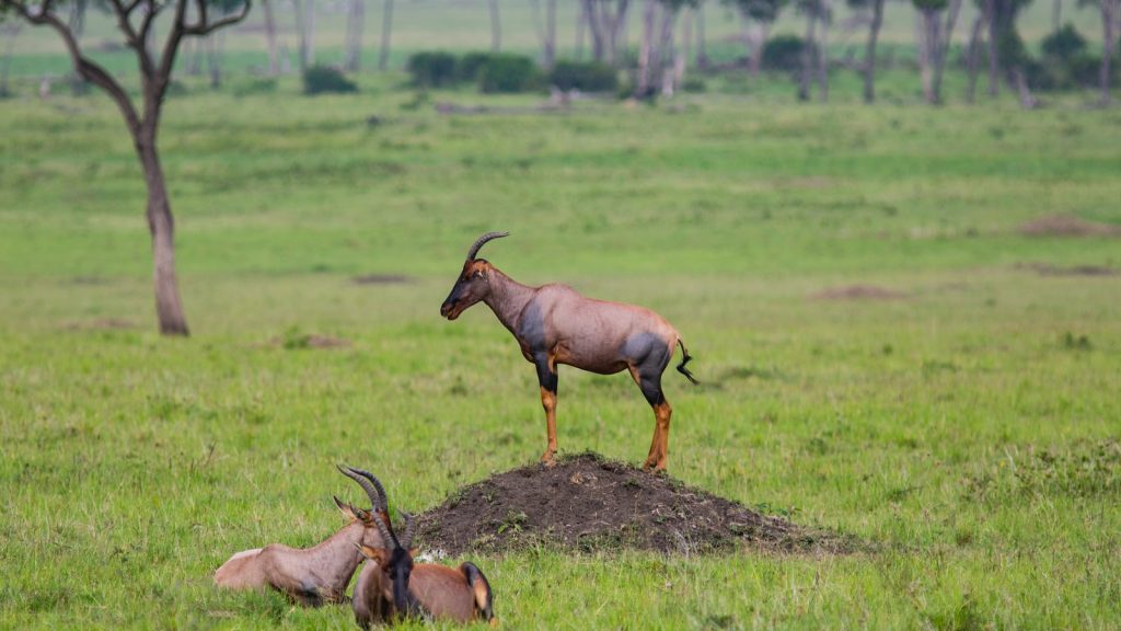 What’s the Best Way to Interact with Wildlife without Disturbing Their Habitats on Mt Kenya?