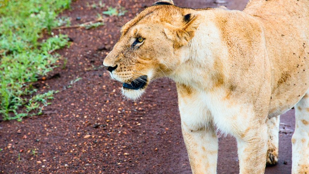 What's the Role of Local Guides in Enhancing the Trekking Experience on Mt. Kenya? 5 What’s the Role of Local Guides in Enhancing the Trekking Experience on Mt. Kenya?