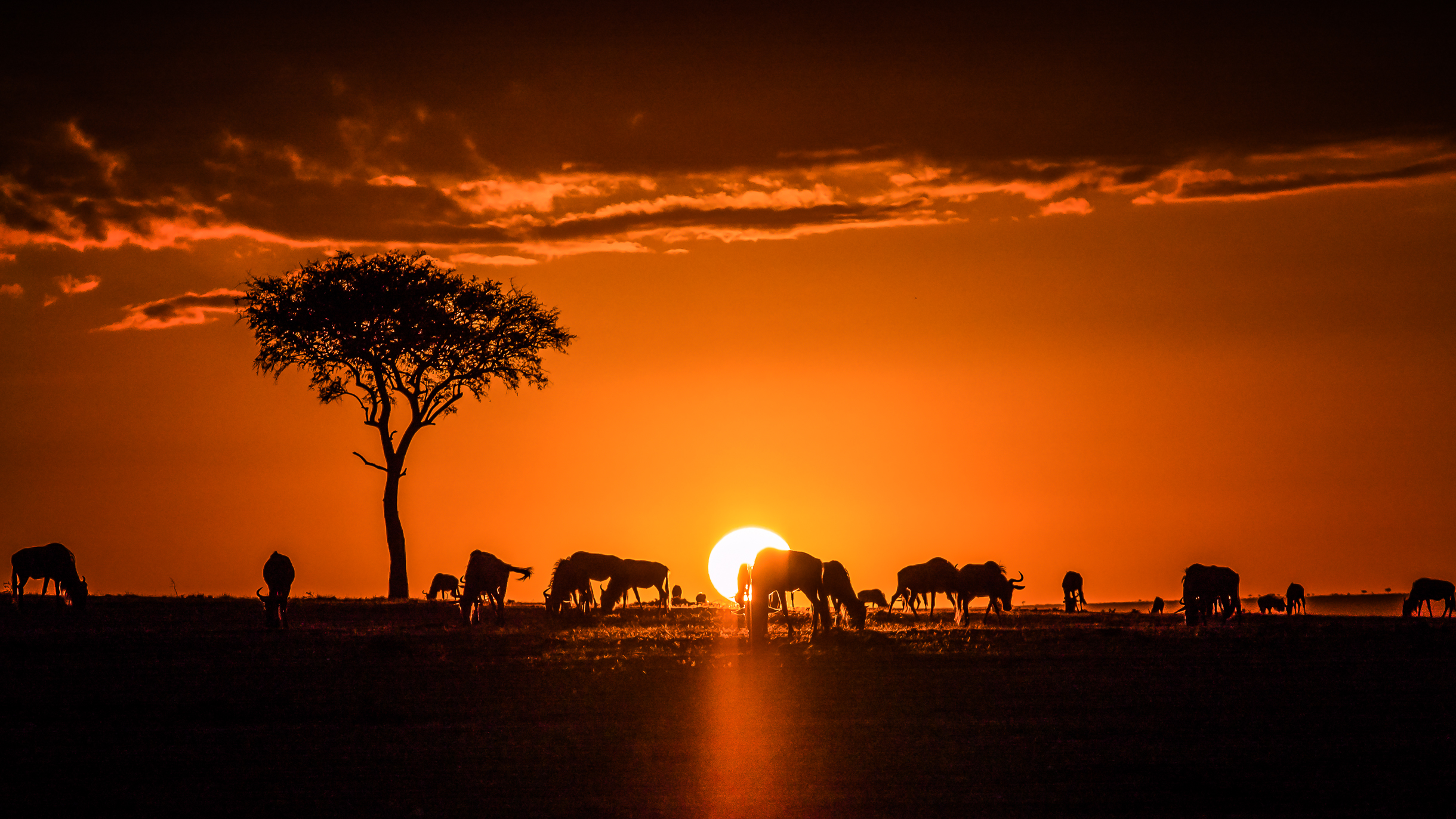 Heading 4: Conservation and Sustainable Tourism: Nurturing Maasai Mara's Landscapes for Future Generations
