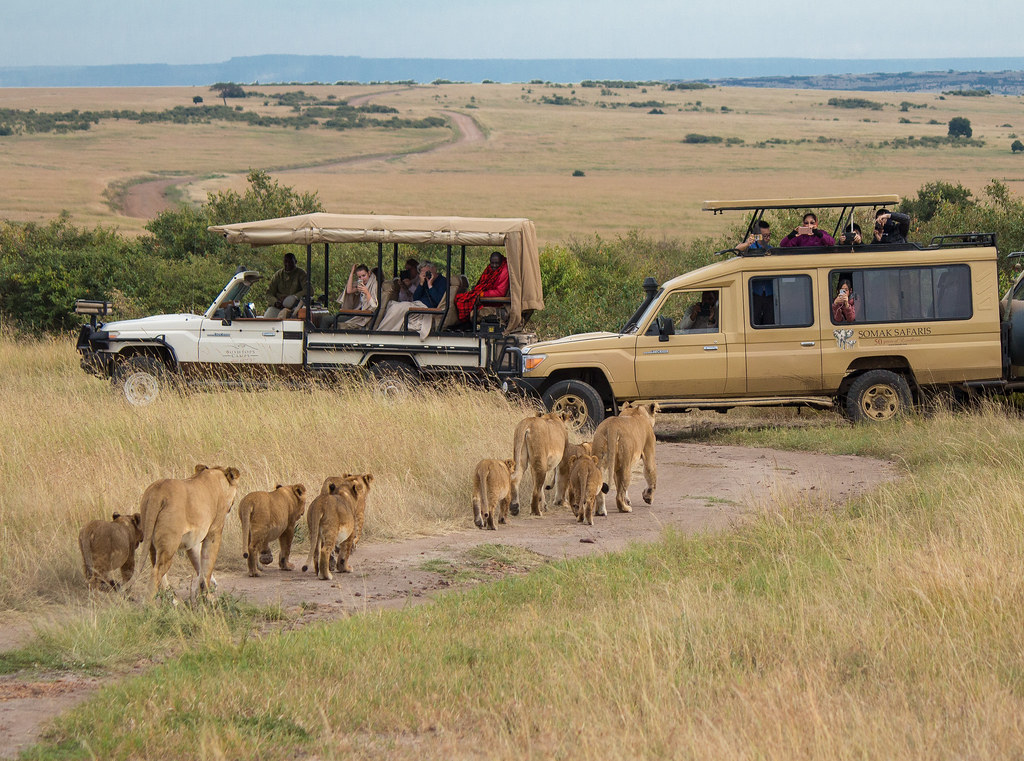 The Great Migration: Witnessing the Maasai Mara Wildebeest Spectacle