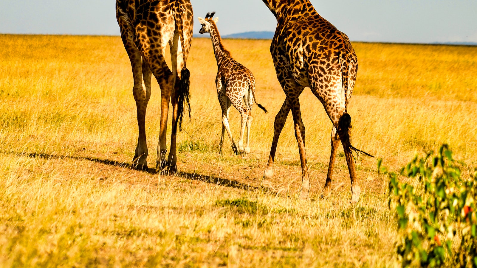 Tips for Making the Most of your Walking Safari Experience in Maasai Mara