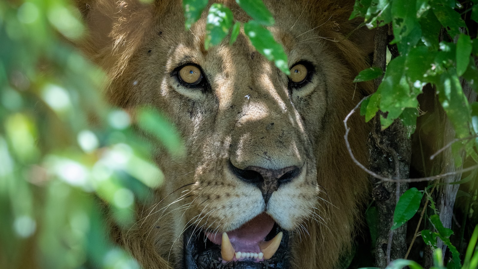 Exploring Maasai Mara on Foot: Can I Experience the Wildebeest Migration Up Close?
