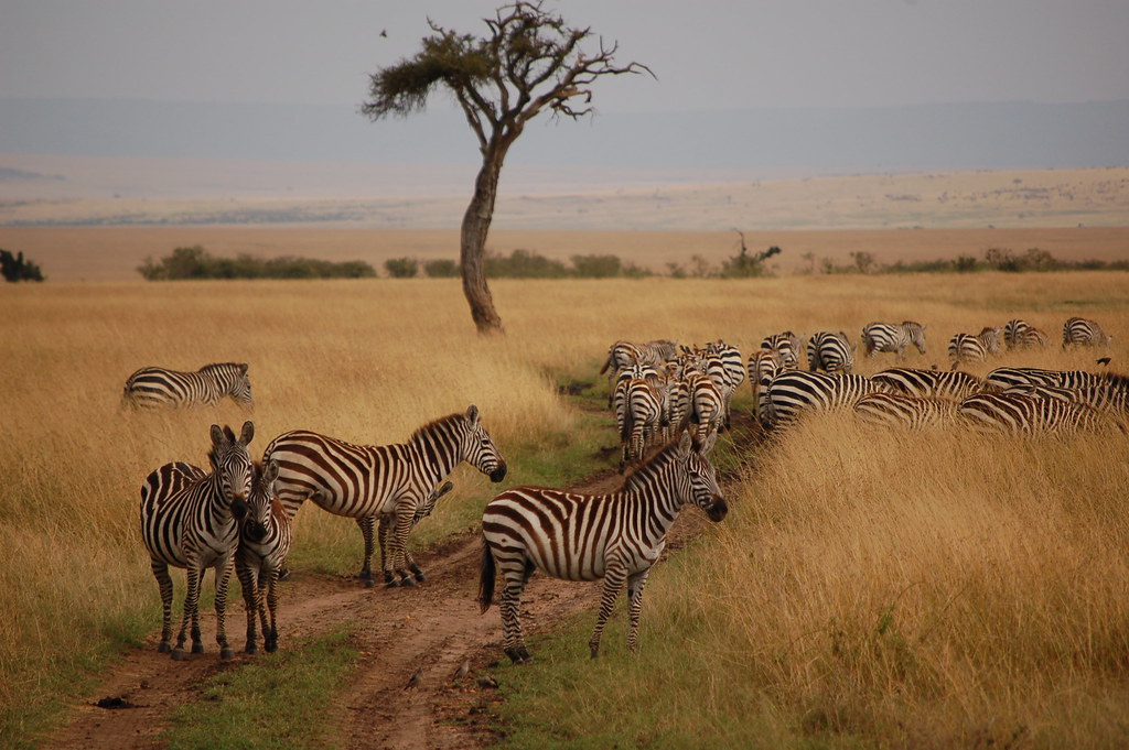 Best Time of Day for Walking Safaris in Maasai Mara: An Insider's Guide