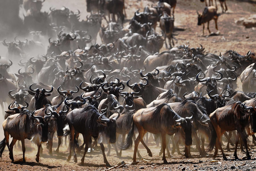 1. Understanding the Magnitude: A Deep Dive into the Mara River Wildebeest Migration Phenomenon