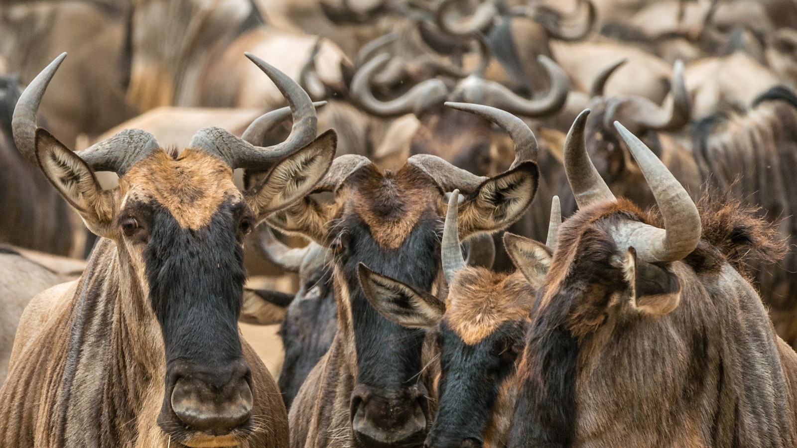 4. Exploring Alternative Options: Opting for a Combination of Walking Safaris and Vehicle Game Drives to Witness the Wildebeest Migration