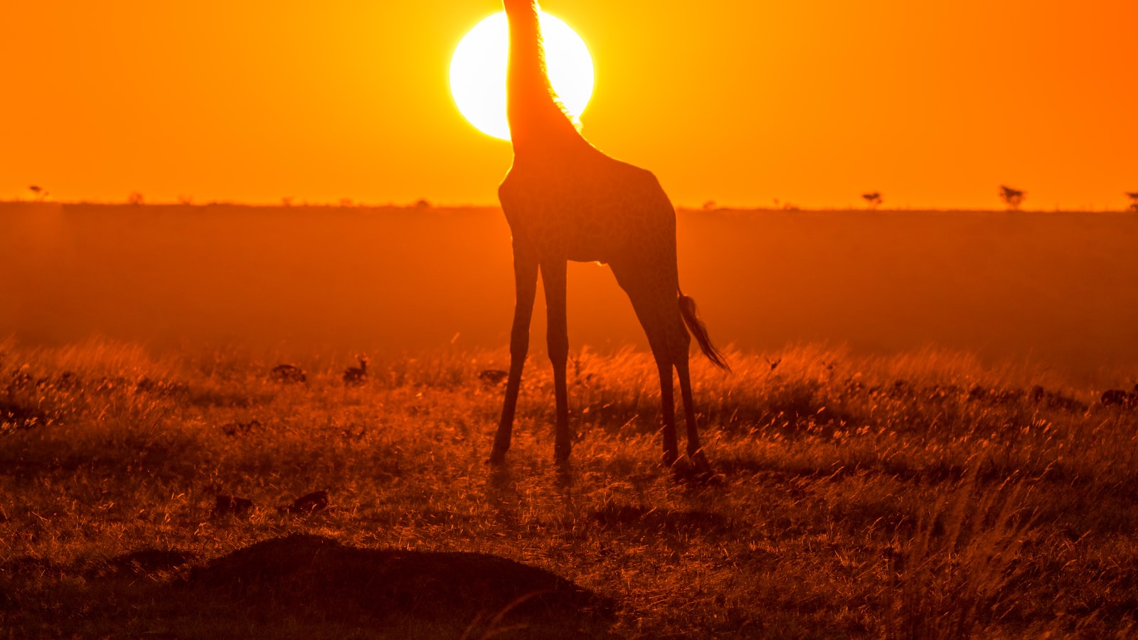 Sunset Strolls: Discovering Maasai Mara's Nightlife on Walking Safaris Just Before Dusk