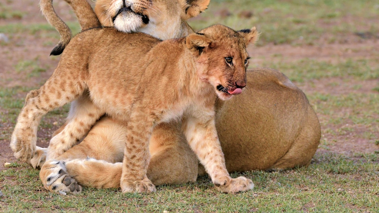 2. Embarking on a Walking Safari: Pros and Cons of Witnessing the Maasai Mara River Crossings on Foot